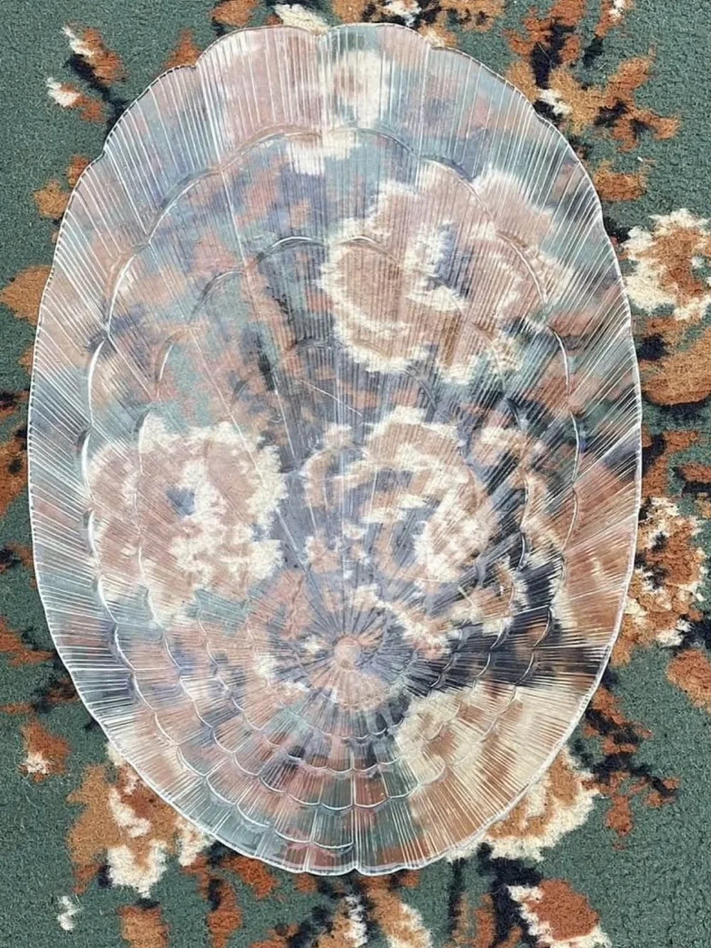 VTG Pasabahce Seashell Swirl Atlantis Pattern Clear Glass Oval Dinner/Platter